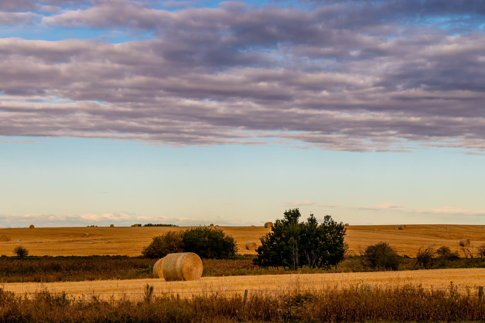 A prairie and a handful of trees at dawn.